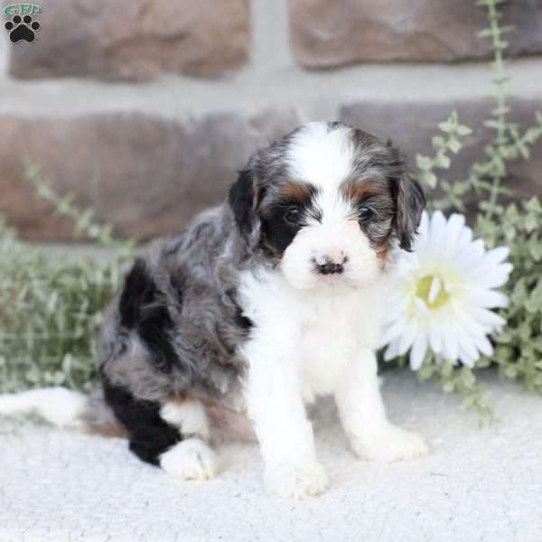 Brooks, Cavapoo Puppy